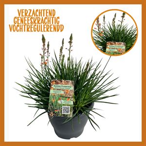 Afbeelding van Bulbine TP26 Fruetescens